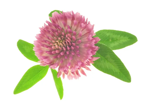 Clover blomma isolerad på en vit bakgrund. — Stockfoto