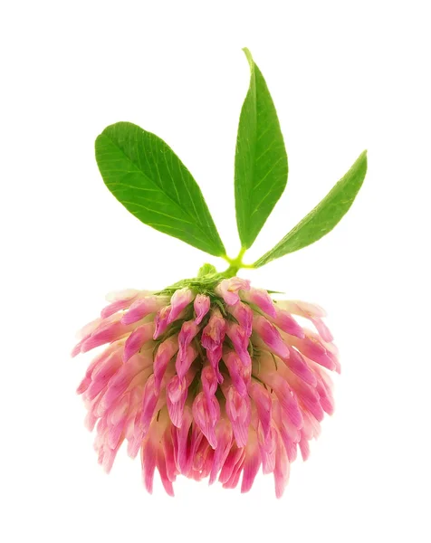 Clover blomma isolerad på en vit bakgrund. — Stockfoto