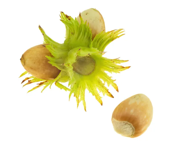 Fresh hazelnuts on a fruit stem. — Stock Photo, Image