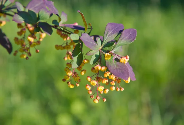 Beautiful barberry branch with flowers in the summer. — Stock Photo, Image