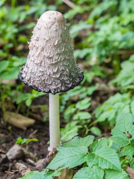 White toadstool in the wood. — Stock Photo, Image