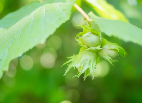 Hazelnut with green leaves on a hazel grove branch. — Stock Photo, Image