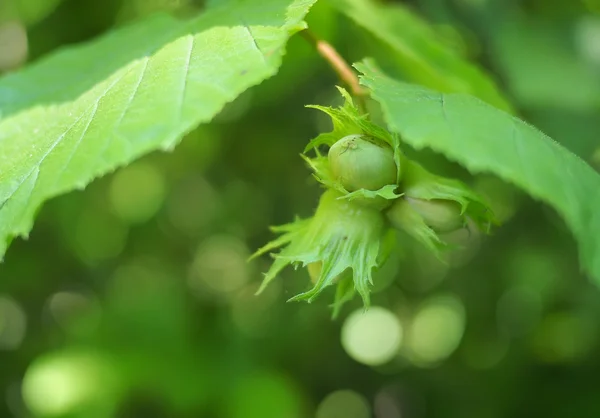 Hazelnut with green leaves on a hazel grove branch. — Stock Photo, Image