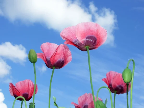 Roze papavers met knoppen tegen de blauwe bewolkte hemel. — Stockfoto