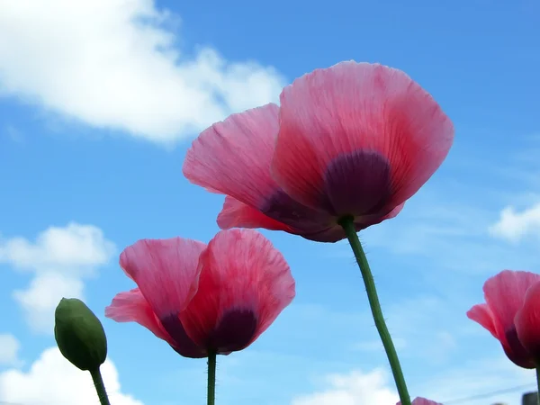 Papoulas cor-de-rosa com botões contra o céu azul nublado . — Fotografia de Stock