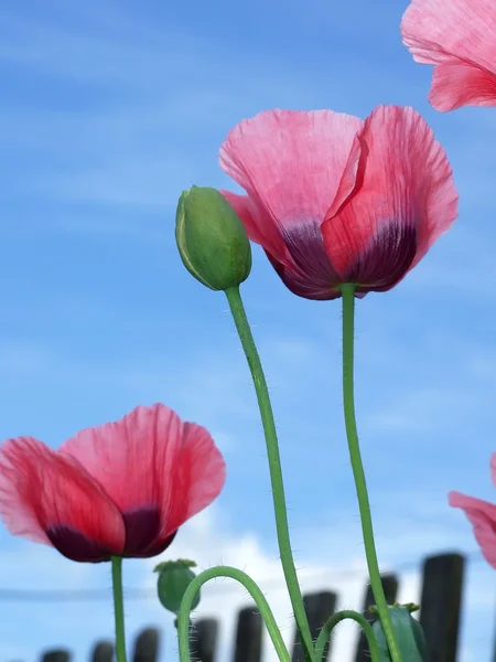 Różowy maku z pąkami przeciw błękitne niebo pochmurne. — Zdjęcie stockowe