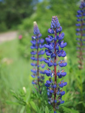 bir çayır üzerinde koyu mavi lupine
