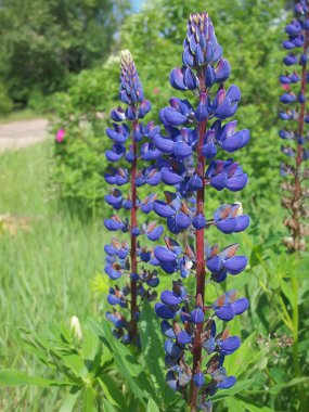bir çayır üzerinde koyu mavi lupine