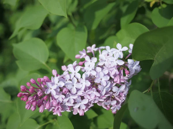 Pink lilac in a garden — Stock Photo, Image