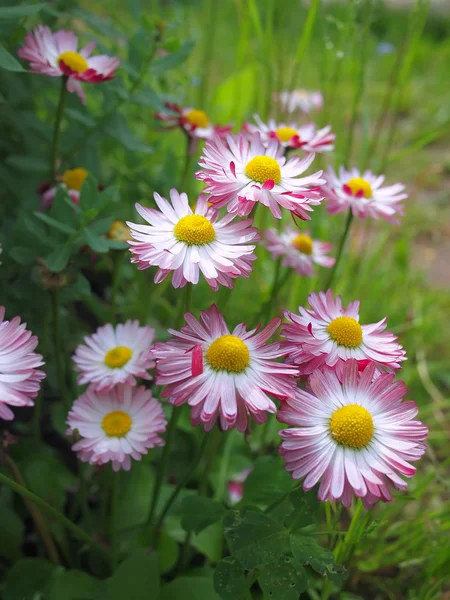 Camomiles cor-de-rosa em um jardim — Fotografia de Stock