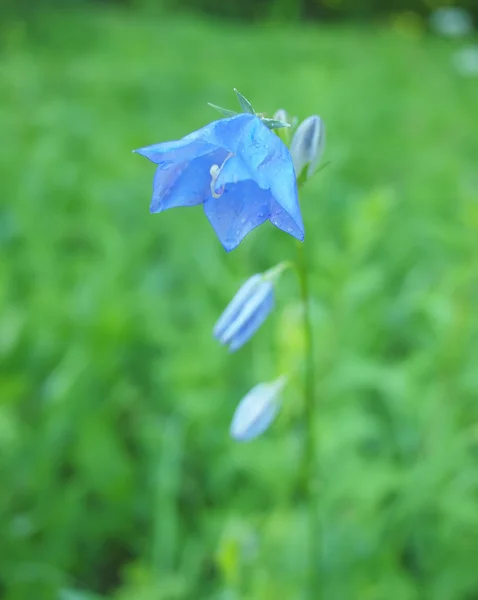 Dark blue hand bell on a meadow — Stock Photo, Image