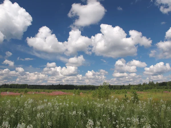 Sommerlandschaft. — Stockfoto