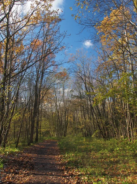 Vägen i den ljusa hösten trä — Stockfoto