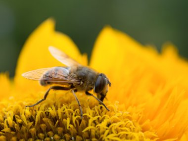 sarı çiçek nektarı toplamak, arıya.