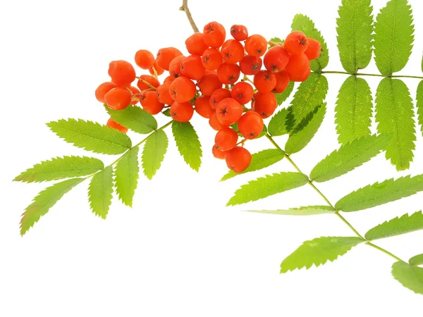 Mountain ash branch. — Stockfoto