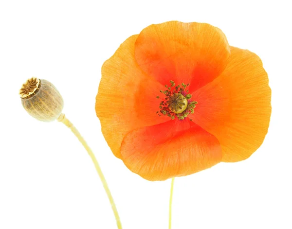 En blomst isolert på hvit bakgrunn . – stockfoto