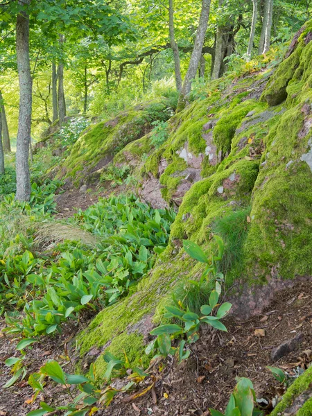 La roca en el bosque — Foto de Stock