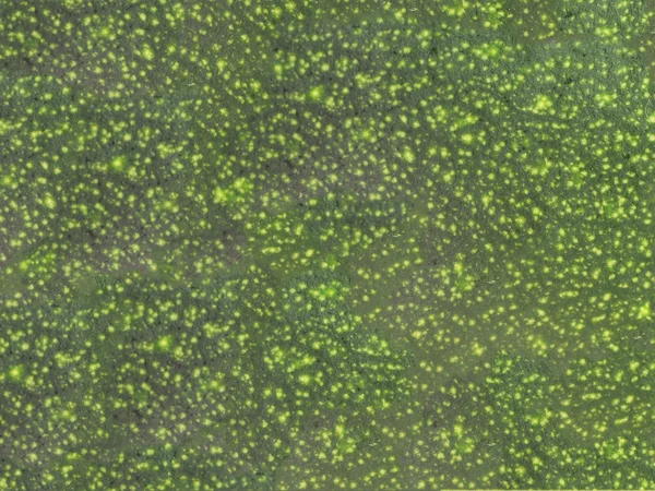 Grünes Pflanzenmark Haut Hintergrund. — Stockfoto