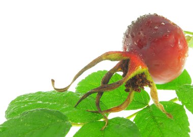 Beyaz bir arka plan üzerinde izole dogrose berry.