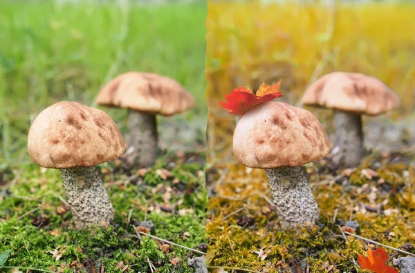 Two birch mushrooms in the summer and in the autumn. — Stock Photo, Image