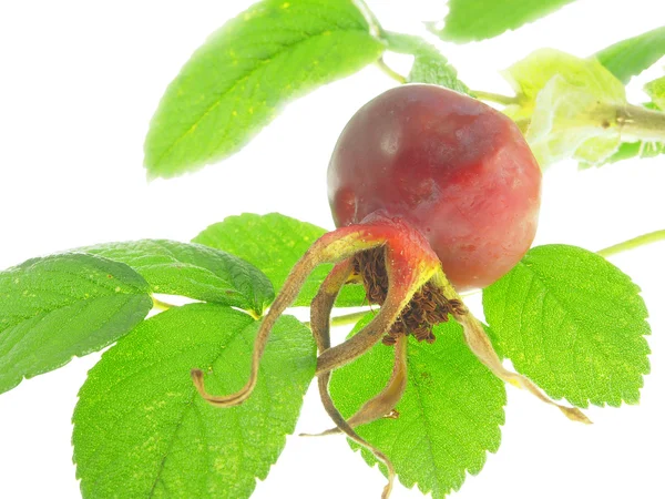 Dogrose berry geïsoleerd op een witte achtergrond. — Stockfoto