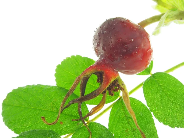 Beyaz bir arka plan üzerinde izole dogrose berry. — Stok fotoğraf