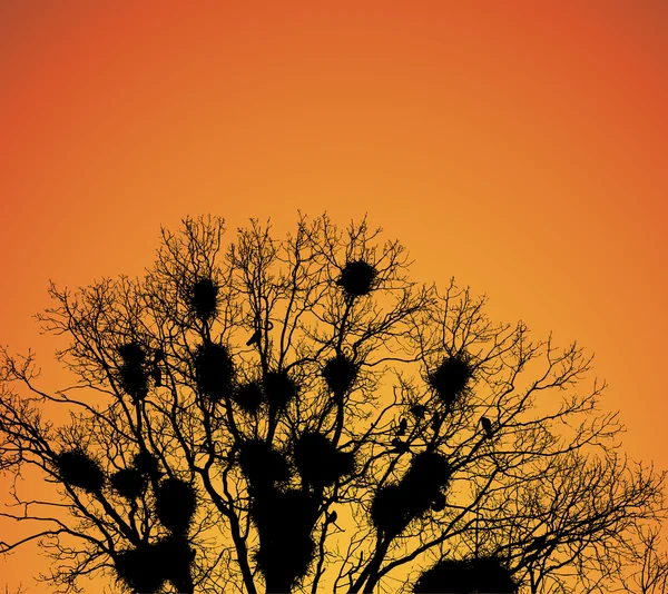 Nests of rooks on the tree branches at sunset. — Stock Vector