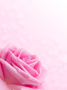 pembe Gül.