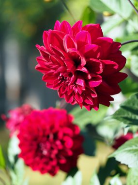 Kırmızı dahlias Bahçe. 