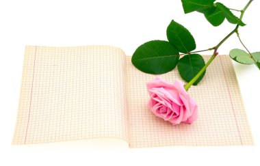 eski kağıt ve pembe Gül boş sayfası.