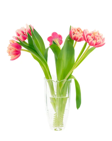 Rosa Tulpen. — Stockfoto