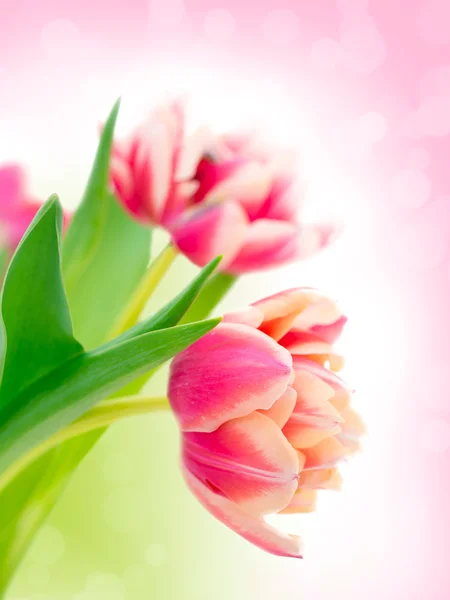 Tulipanes rosados . —  Fotos de Stock