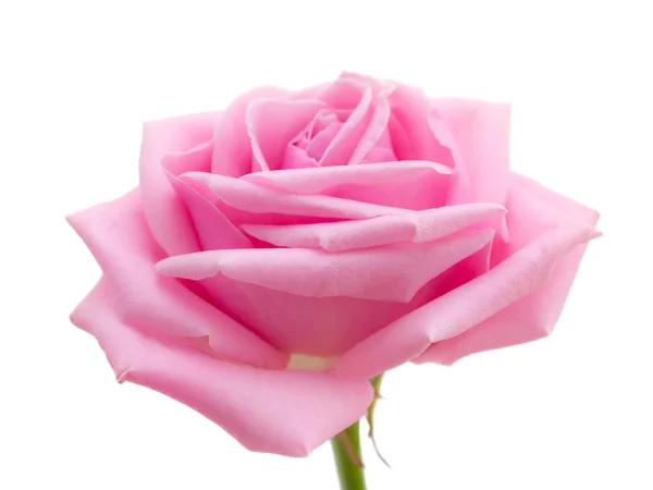 Pink rose. — Stock Photo, Image