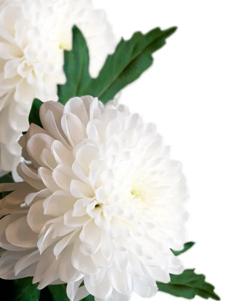 Weiße Chrysanthemen. — Stockfoto