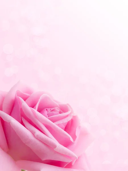 Pink rose. — Stock Photo, Image