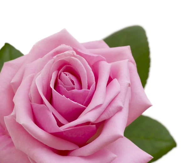 Pink rose. — Stock Photo, Image