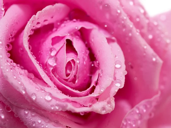 Pembe gül ve çiğ damlaları.