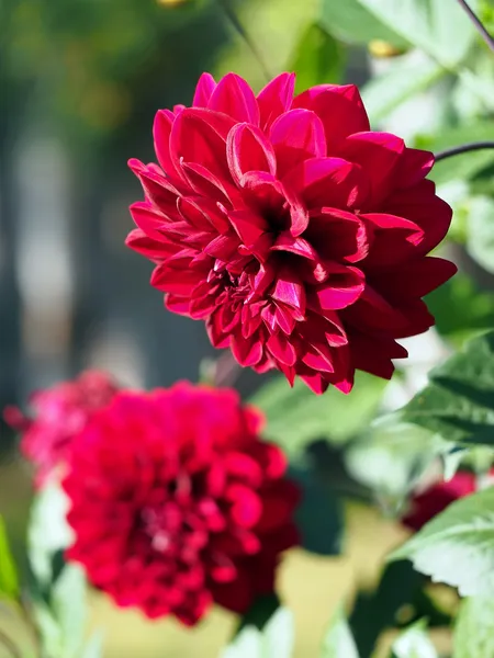 Dalias rojas en un jardín . — Foto de Stock