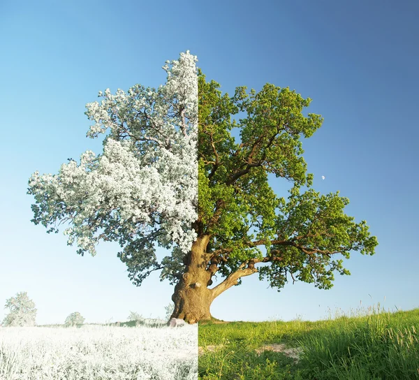 Één eik op de weide. — Stockfoto