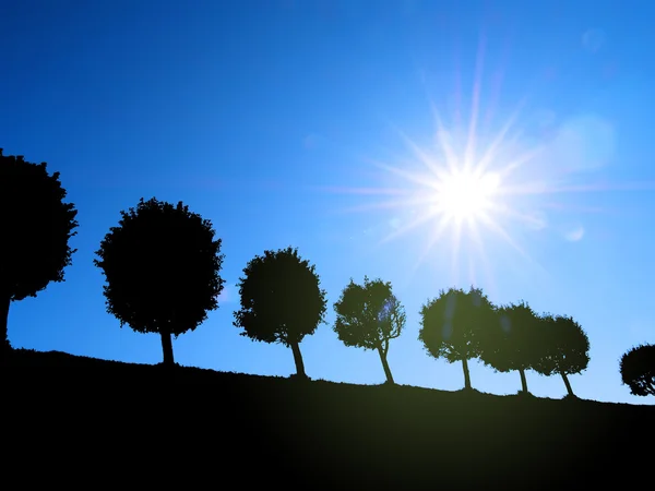 Schwarze Silhouetten von Bäumen. — Stockfoto