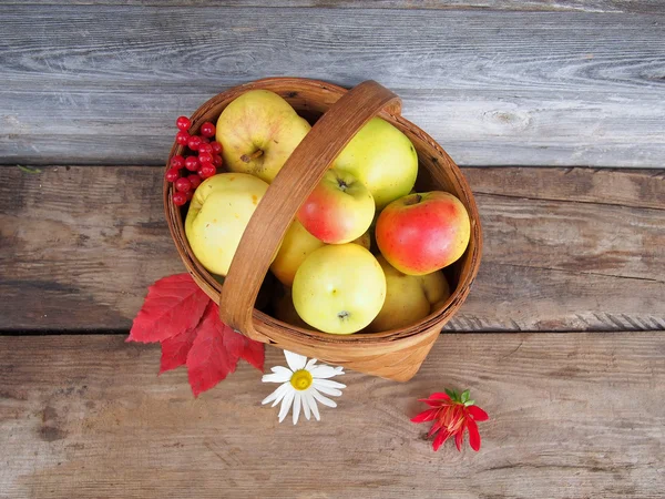 Verse rijpe appels in een mand. — Stockfoto