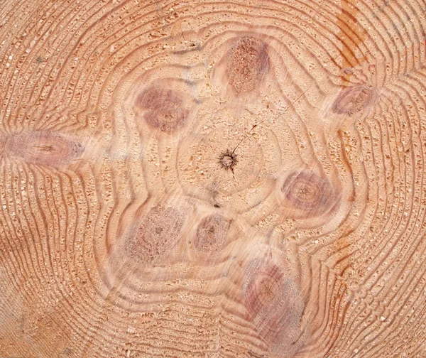 Průřez pila řez spletitý protokolu borovice. — Stock fotografie