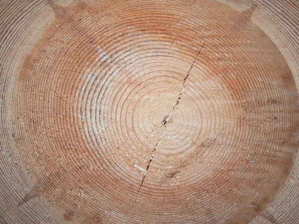 Dwarsdoorsnede zag knippen van een logboek van een pine. — Stockfoto