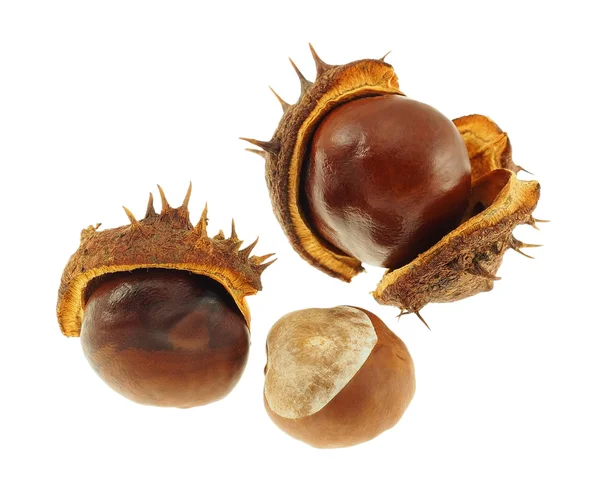 Chestnut fruits. — Stock Photo, Image