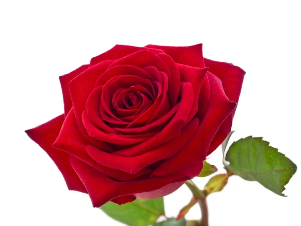 Red rose. Stock Picture