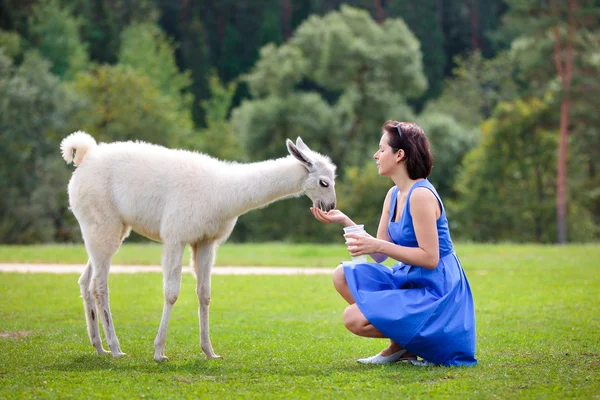 Молодая привлекательная женщина кормит ламу — стоковое фото