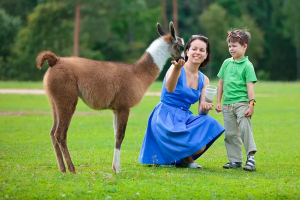 Ung kvinna och hennes lilla son utfodring baby lama — Stockfoto