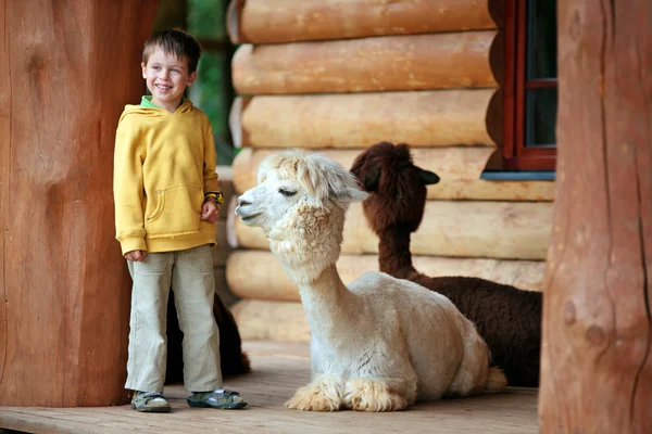 Lindo niño jugando con un bebé alpaca —  Fotos de Stock