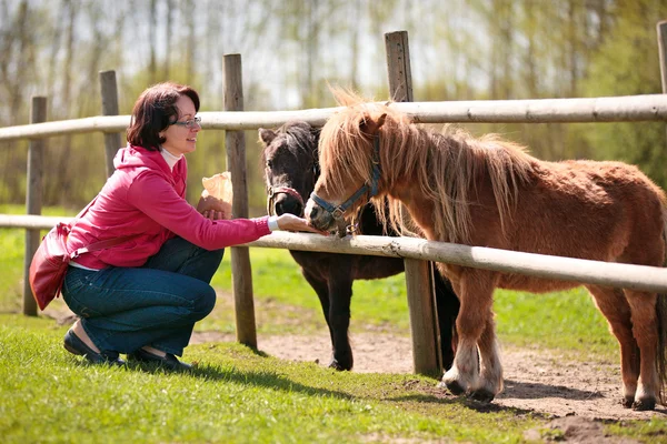 Молодая привлекательная женщина кормит двух пони — стоковое фото