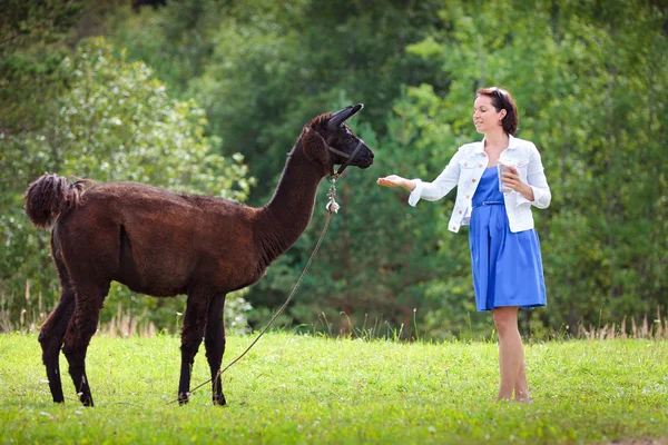 Jovem mulher atraente alimentando uma alpaca marrom — Fotografia de Stock